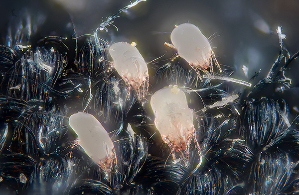 Dermatophagoides pteronyssinus Dermatophagoides pteronyssinus