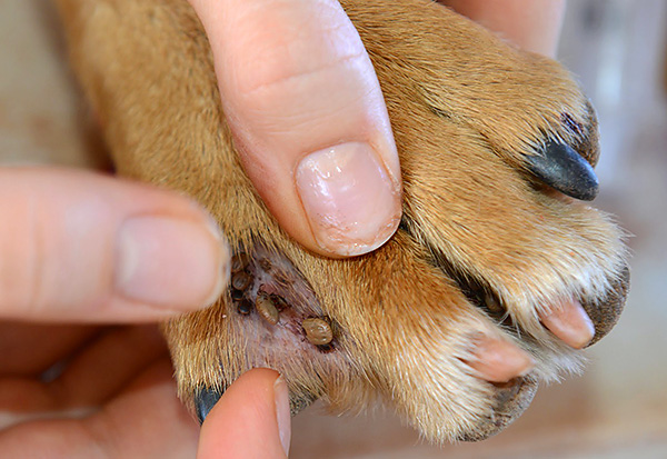 Der Lassogriff eignet sich gut zum Entfernen von Zecken an schwer zugänglichen Stellen des menschlichen oder tierischen Körpers. Der Lassogriff eignet sich gut zum Entfernen von Zecken an schwer zugänglichen Stellen des menschlichen oder tierischen Körpers.