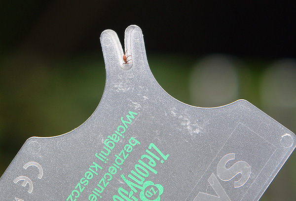 Ein weiteres Beispiel einer Tick Remover Card Ein weiteres Beispiel einer Tick Remover Card