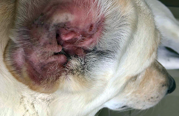 Wir sprechen über die Infektion von Hunden mit Ohrmilben und die dabei auftretende Krankheit... Wir sprechen über die Infektion von Hunden mit Ohrmilben und die dabei auftretende Krankheit...