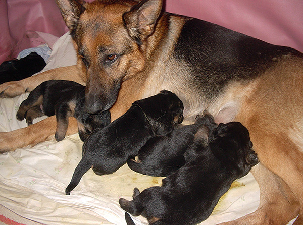 Wenn ein Hund an Otodectose leidet, wird er unweigerlich auch seine Welpen anstecken. Wenn ein Hund an Otodectose leidet, wird er unweigerlich auch seine Welpen anstecken.