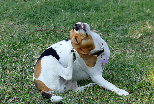 Bei einer Otodektose kratzt sich der Hund häufig an den Ohren und schüttelt den Kopf, um den Juckreiz zu lindern. Bei einer Otodektose kratzt sich der Hund häufig an den Ohren und schüttelt den Kopf, um den Juckreiz zu lindern.