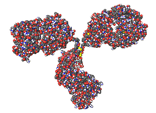 3D-Modell eines Immunglobulin-Moleküls Räumliches Modell eines Immunglobulin-Moleküls