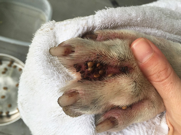 Auf dem Foto sind zahlreiche Zecken zwischen den Fingern eines Hundes gut zu erkennen. Auf dem Foto sind zahlreiche Zecken zwischen den Fingern eines Hundes gut zu erkennen.