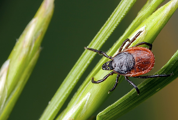Ixodes persulcatus Ixodes persulcatus
