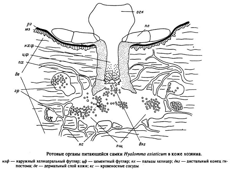 Mundwerkzeuge eines sich nährenden Weibchens der Zecke Hyalomma asiaticum Mundwerkzeuge einer saugenden weiblichen Zecke der Art Hyalomma asiaticum