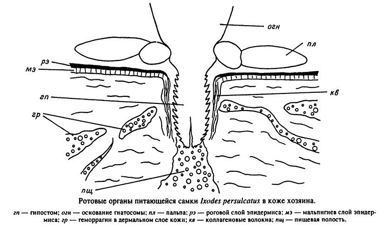 Mundwerkzeuge eines sich nährenden Weibchens von Ixodes persulcatus Mundwerkzeuge eines sich nährenden Weibchens von Ixodes persulcatus