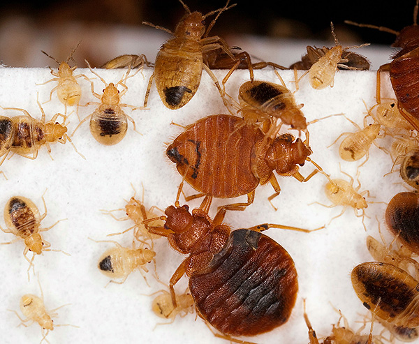 Larven und erwachsene Tiere der Bettwanzen Larven und erwachsene Tiere der Bettwanzen