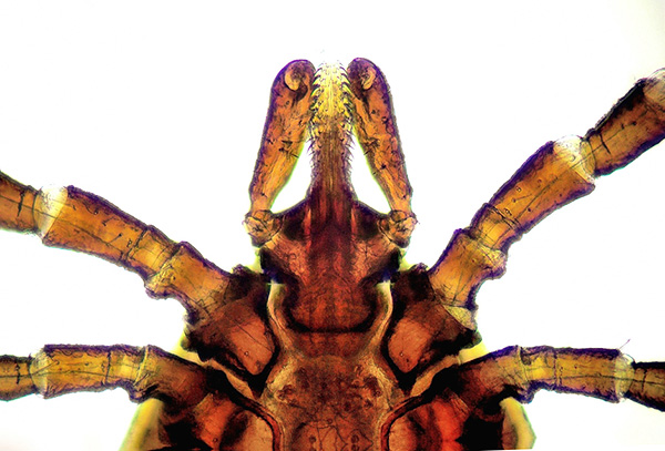 Der Mundapparat des Parasiten ist ideal für einen festen Halt in der Haut des Wirts angepasst. Der Mundapparat des Parasiten ist ideal für einen festen Halt in der Haut des Wirts angepasst.