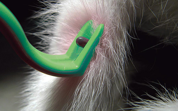 Beispiel für die Entfernung eines Parasiten bei einem Hund. Beispiel für die Entfernung eines Parasiten bei einem Hund.