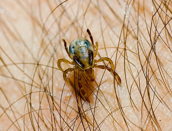 Ixodes holocyclus Ixodes holocyclus