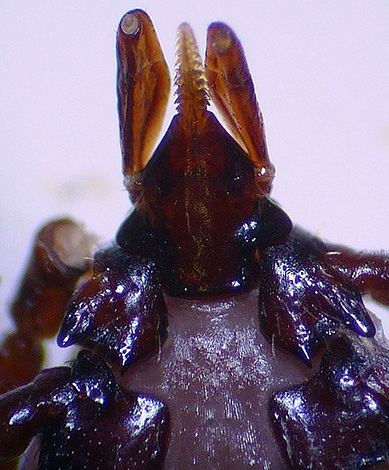 Auf dem Foto ist der gezahnte Rüssel des Parasiten gut zu erkennen. Auf dem Foto ist der gezahnte Rüssel des Parasiten gut zu erkennen.