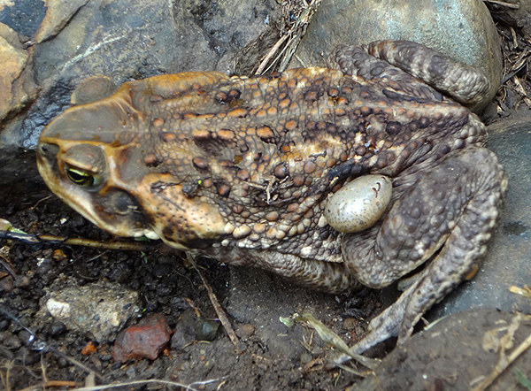 Schildzecken können auch auf Kröten und Fröschen parasitieren. Schildzecken können auch auf Kröten und Fröschen parasitieren.