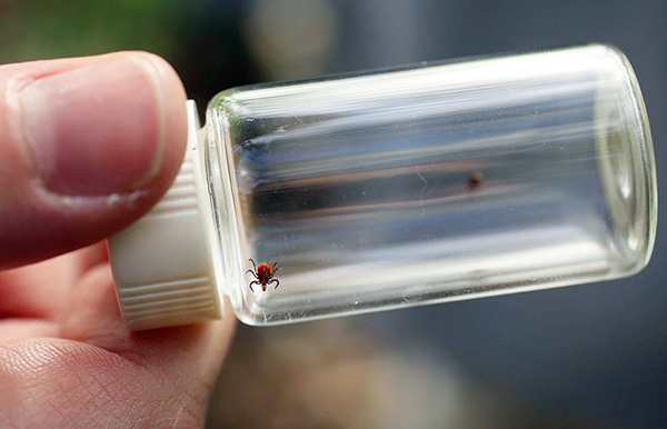 Die Analyse der Zecke kann das Vorhandensein des FSME-Virus sowie der Erreger der Lyme-Borreliose nachweisen. Die Analyse der Zecke kann das Vorhandensein des FSME-Virus sowie der Erreger der Lyme-Borreliose nachweisen.