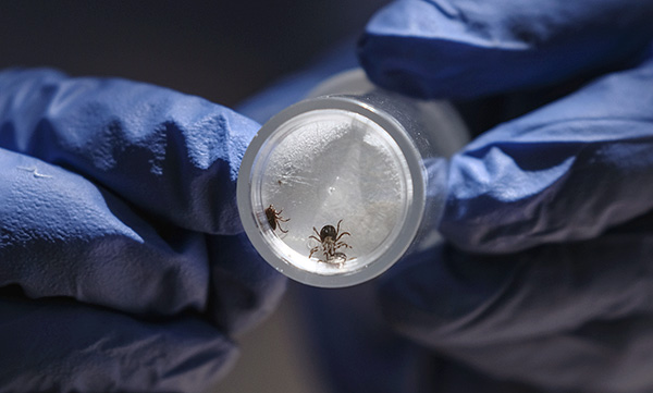 Wenn eine Zecke in einer Region mit hoher Häufigkeit von FSME und Borreliose zusticht, muss der Parasit zur Analyse eingeschickt werden. Wenn eine Zecke in einer Region mit hoher Häufigkeit von Frühsommer-Meningoenzephalitis (FSME) und Borreliose zusticht, muss der Parasit zur Analyse eingeschickt werden.