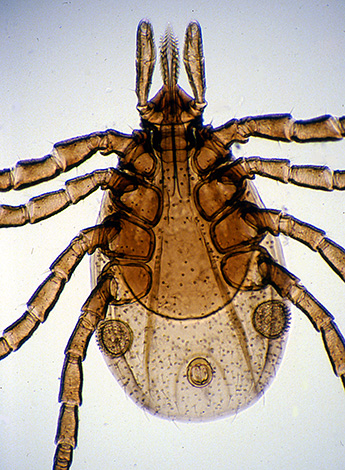 Borrelien besiedeln hauptsächlich den Verdauungstrakt der Zecke. Borrelien besiedeln hauptsächlich den Verdauungstrakt der Zecke.