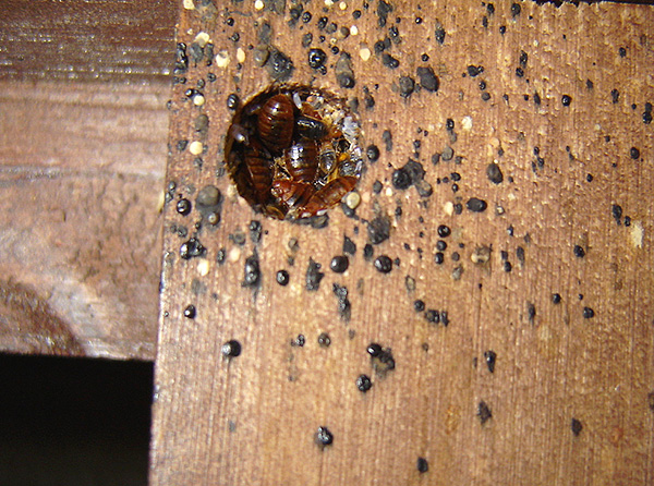 Ein typisches Wanzennest in Möbeln – darin befinden sich erwachsene Tiere, Larven und Eier der Parasiten. Ein typisches Wanzennest in Möbeln – darin befinden sich erwachsene Tiere, Larven und Eier der Parasiten.