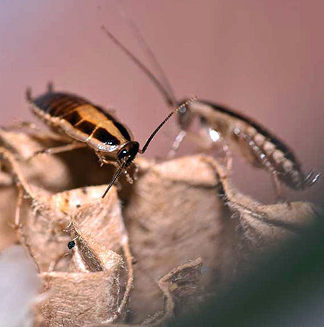 Je mehr Kakerlaken in der Wohnung sind, desto mehr Zeit wird für ihre vollständige Beseitigung benötigt. Je mehr Kakerlaken in der Wohnung sind, desto mehr Zeit wird für ihre vollständige Beseitigung benötigt.