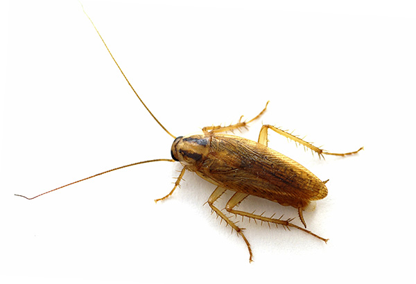 Die im Gel und in den Fallen enthaltenen Insektizide wirken auf Insekten sowohl über den Darm als auch über den Kontakt. Die im Gel und in den Fallen enthaltenen Insektizide wirken auf Insekten sowohl über den Darm als auch über den Kontakt.
