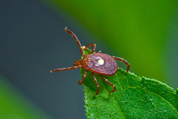 Richtiges Verhalten im Wald verringert erheblich das Risiko, Opfer einer Zecke (Ixodes) zu werden.