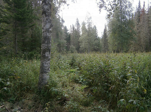 So sieht ein typischer Lebensraum von Zecken im Wald aus