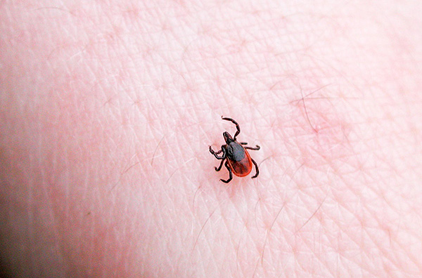 Im Parasiten können die Erreger verschiedenster Krankheiten lange Zeit überleben, die anschließend beim Stich auf den Wirt übertragen werden. Im Parasiten können die Erreger verschiedenster Krankheiten lange Zeit überleben, die anschließend beim Stich auf den Wirt übertragen werden.