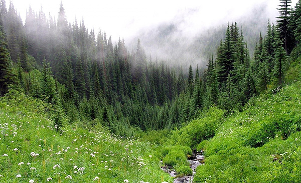 In Russland leben Zecken in allen Waldtypen - Nadel-, Laub- und Mischwäldern. In Russland leben Zecken in allen Waldtypen - Nadel-, Laub- und Mischwäldern.