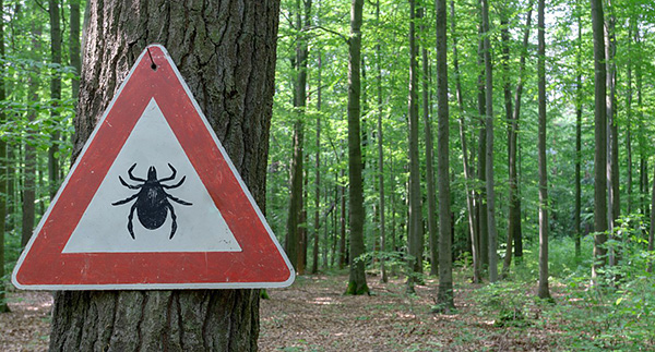 Heute werden die Wälder nicht mehr gegen Zecken behandelt. Heute werden die Wälder nicht mehr gegen Zecken behandelt.