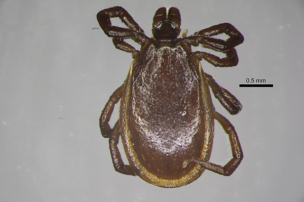 Männchen von Ixodes persulcatus Männchen von Ixodes persulcatus