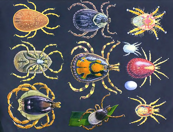 Betrachten wir die allgemeinen Merkmale der Ordnung der parasitiformen Milben... Betrachten wir die allgemeinen Merkmale der Ordnung der parasitiformen Milben...