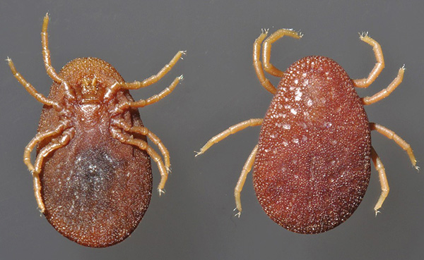 Persische Zecke Argas persicus Persische Zecke Argas persicus