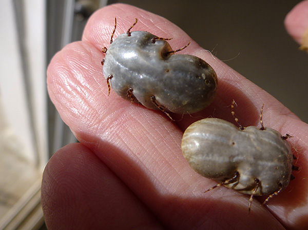 Und so sehen diese Parasiten nach dem Blutsaugen aus. Und so sehen diese Parasiten nach dem Blutsaugen aus.