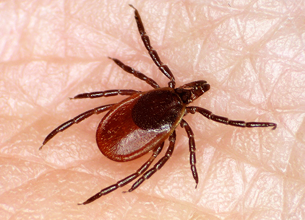 Bei Parasitiformes ist der Körper nicht segmentiert Bei Parasitiformes ist der Körper nicht segmentiert