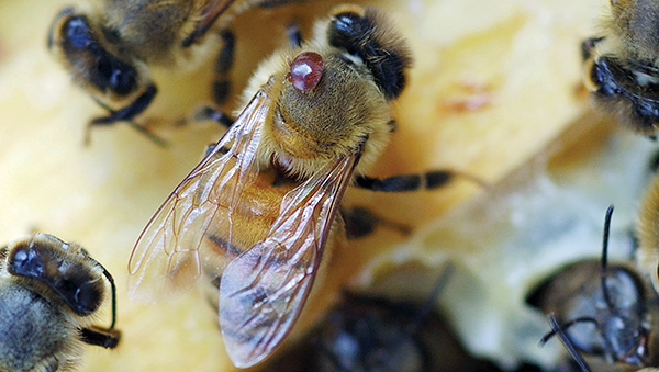 Die parasitäre Milbe Varroa auf einer Biene Die parasitäre Milbe Varroa auf einer Biene