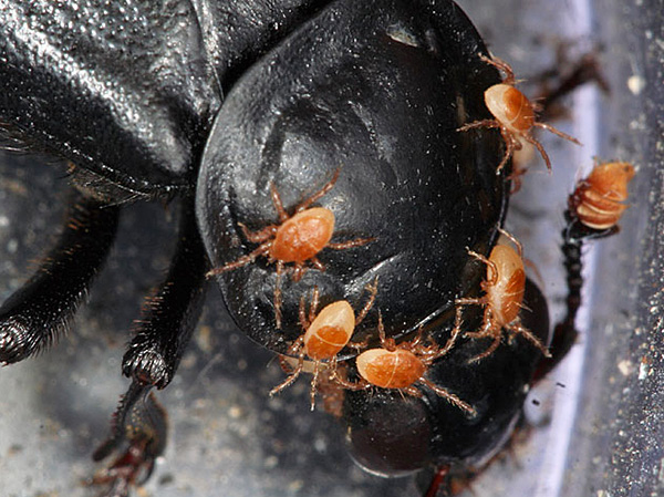 Kadavermilbe Poecilochirus necrophori Kadavermilbe Poecilochirus necrophori