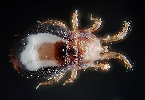 Ein weiteres Beispiel einer parasitenförmigen Milbe - die Rote Vogelmilbe / Hühnermilbe (Dermanyssus gallinae) Ein weiteres Beispiel einer parasitenförmigen Milbe - die Rote Vogelmilbe / Hühnermilbe (Dermanyssus gallinae)