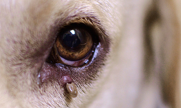 Wenn bei einem Hund nach einem Zeckenbiss Symptome einer Erkrankung auftreten, ist es wichtig, sofort Maßnahmen zu ergreifen... Wenn bei einem Hund nach einem Zeckenbiss Symptome einer Erkrankung auftreten, ist es wichtig, sofort Maßnahmen zu ergreifen...