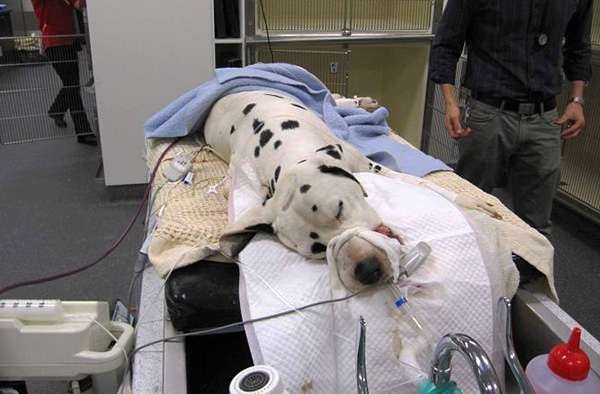 Hund in Behandlung in einer Tierklinik. Hund in Behandlung in einer Tierklinik.