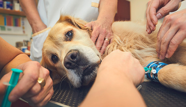 Manche durch Zecken übertragene Infektionen entwickeln sich so schnell, dass selbst ein Tierarzt den Hund nicht mehr retten kann. Manche durch Zecken übertragene Infektionen entwickeln sich so schnell, dass selbst ein Tierarzt den Hund nicht mehr retten kann.