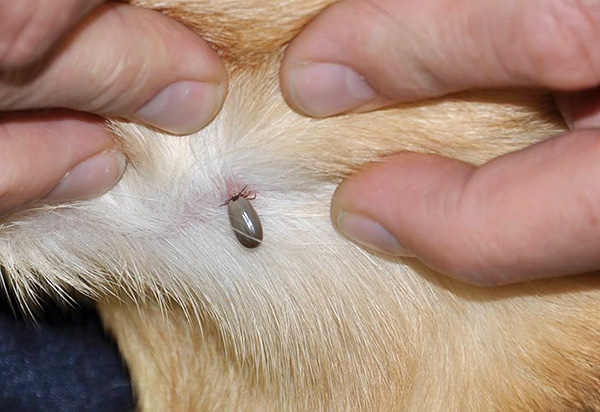 Auf dem Foto ist ein Weibchen der Schildzecke zu sehen, das an einem Hund saugt und bereits Blut aufgenommen hat. Auf dem Foto ist ein Weibchen der Schildzecke zu sehen, das an einem Hund saugt und bereits Blut aufgenommen hat.