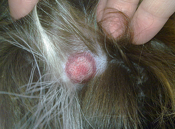 Ringförmige Wanderröte bei einem Hund (Anzeichen einer Borreliose-Infektion) Ringförmige Wanderröte bei einem Hund (Anzeichen einer Borreliose-Infektion)