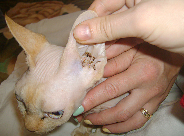 Wir sehen uns an, mit welchen Symptomen sich das Vorhandensein von Ohrmilben bei einer Katze äußert und wie man Otodektose richtig behandelt. Wir sehen uns an, mit welchen Symptomen sich das Vorhandensein von Ohrmilben bei einer Katze äußert und wie man Otodektose richtig behandelt.