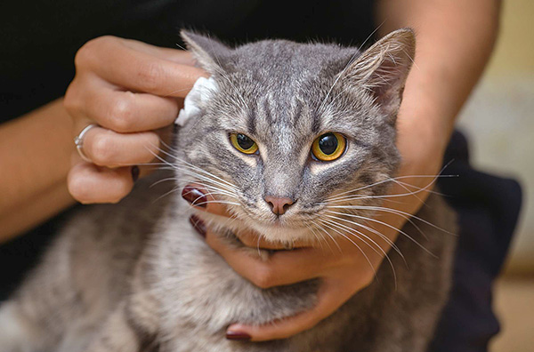 Reinigung der Ohren bei einer Katze Reinigung der Ohren bei einer Katze