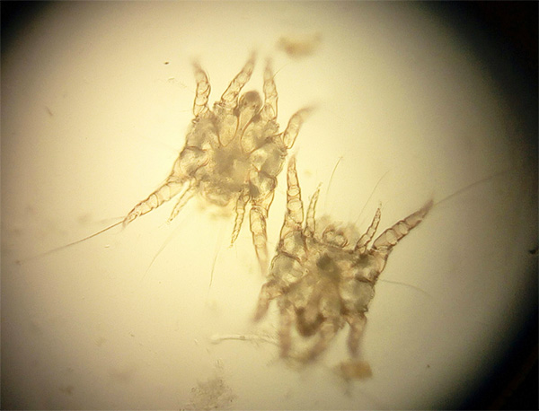 Weibchen der Milbe Otodectes cynotis unter dem Mikroskop Weibchen der Milbe Otodectes cynotis unter dem Mikroskop