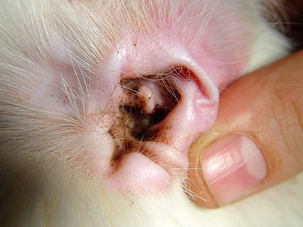 Aus den Ohren einer an Otodektose erkrankten Katze tritt reichlich eine braune Masse mit unangenehmem Geruch aus. Aus den Ohren einer an Otodektose erkrankten Katze tritt reichlich eine braune Masse mit unangenehmem Geruch aus.
