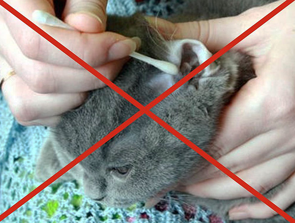 Bei der Reinigung der Ohren Ihrer Katze wird von der Verwendung von Wattestäbchen abgeraten. Bei der Reinigung der Ohren einer Katze wird von der Verwendung von Wattestäbchen abgeraten.