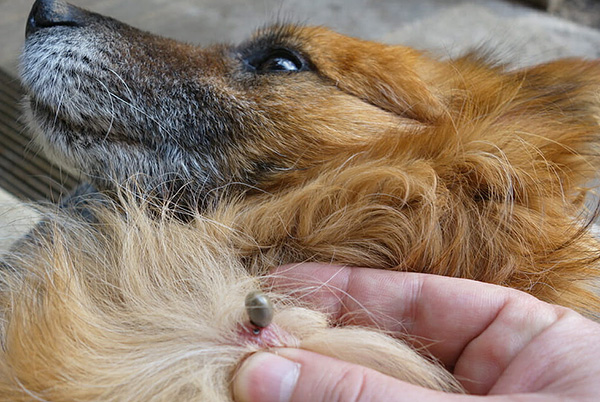 Wir klären, ob ein Hund nach einem Zeckenbiss an Frühsommer-Meningoenzephalitis erkranken kann... Wir klären, ob ein Hund nach einem Zeckenbiss an Frühsommer-Meningoenzephalitis erkranken kann...