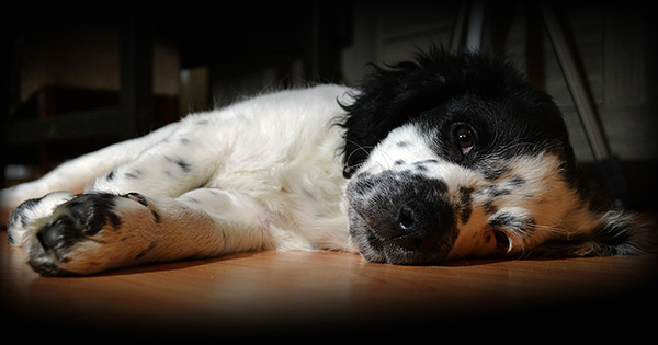 Bei der Entwicklung einer Zeckeninfektion wird der Hund teilnahmslos und verweigert das Futter. Bei der Entwicklung einer Zeckeninfektion wird der Hund teilnahmslos und verweigert das Futter.