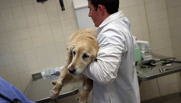 Es ist wichtig, den Hund rechtzeitig zum Tierarzt zu bringen, da nur ein Fachmann die richtige Diagnose stellen und die wirksamste Behandlung gewährleisten kann. Es ist wichtig, den Hund rechtzeitig zum Tierarzt zu bringen, da nur ein Fachmann die richtige Diagnose stellen und die wirksamste Behandlung gewährleisten kann.