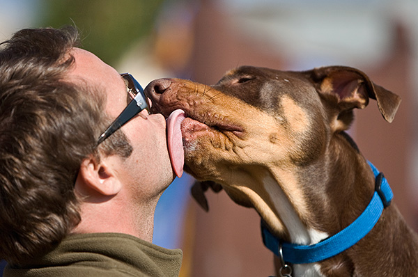 FSME wird nicht von Hunden auf Menschen übertragen FSME wird nicht von Hunden auf Menschen übertragen